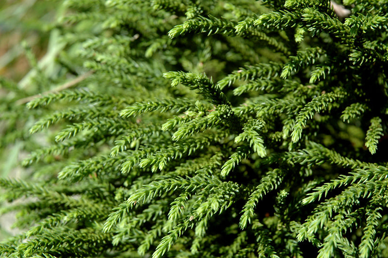 Cryptomeria japonica 'Little Diamond'