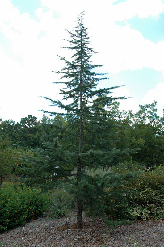 Cedrus deodara 'Albospica'