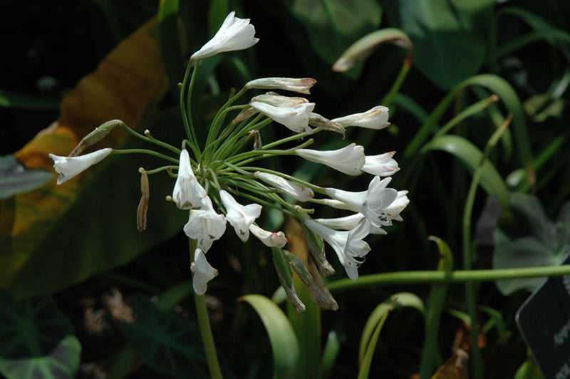 Agapanthus 'Polar Ice'