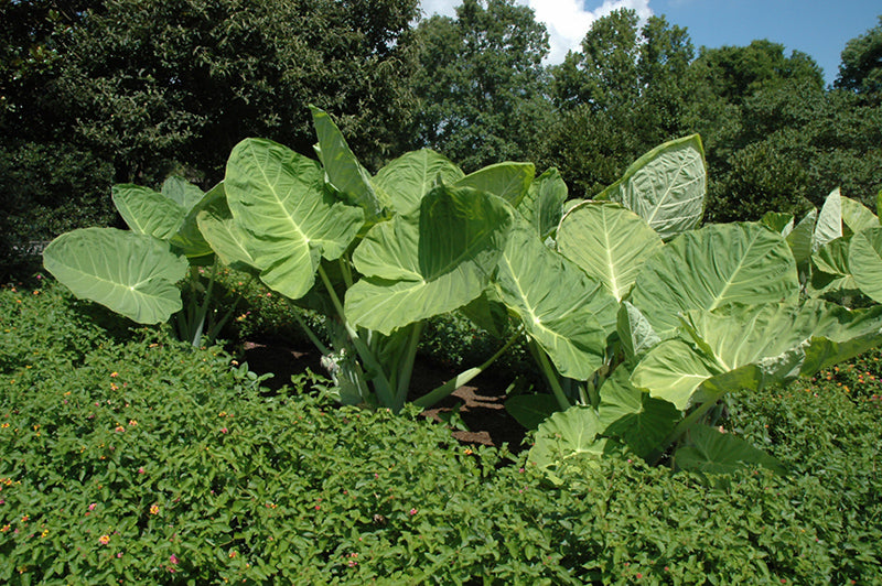 Colocasia gigantea