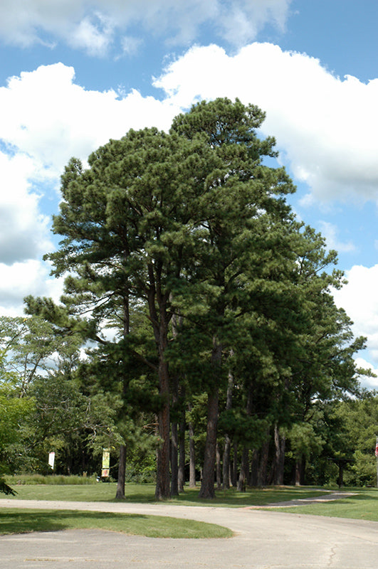 Pinus nigra