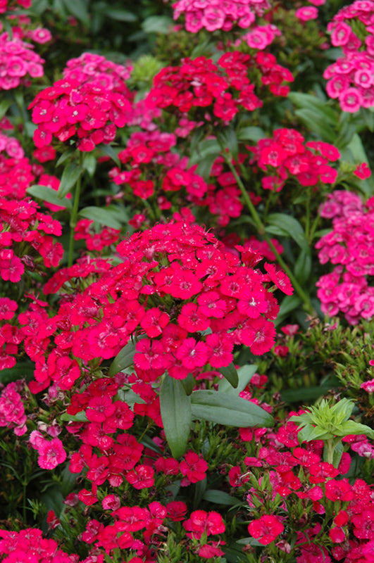 Dianthus 'Jolt Cherry'