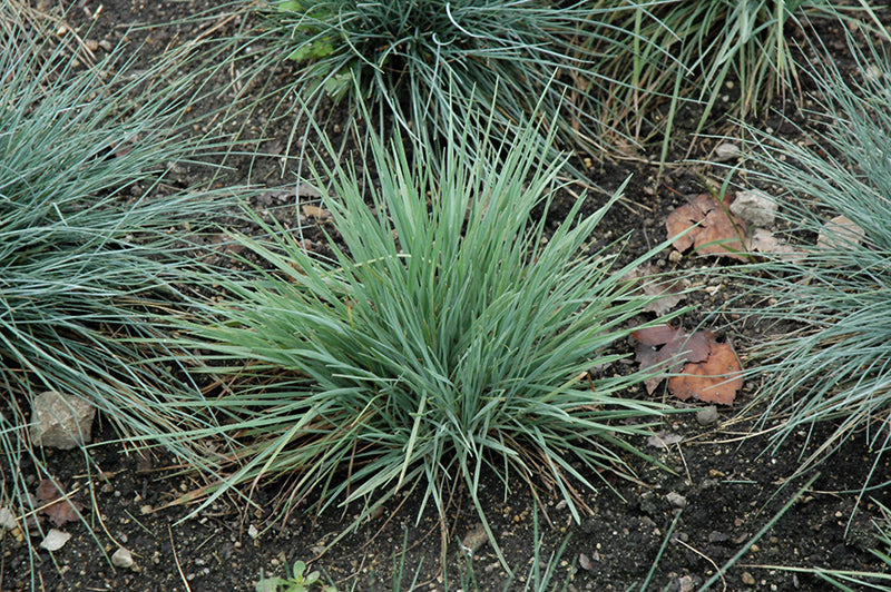 Koeleria glauca 'Coolio'