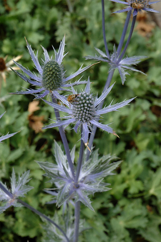 Eryngium zabelii 'Big Blue'