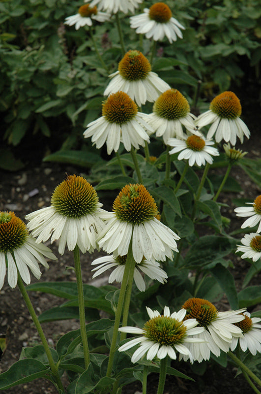 Echinacea 'Sombrero Blanco'
