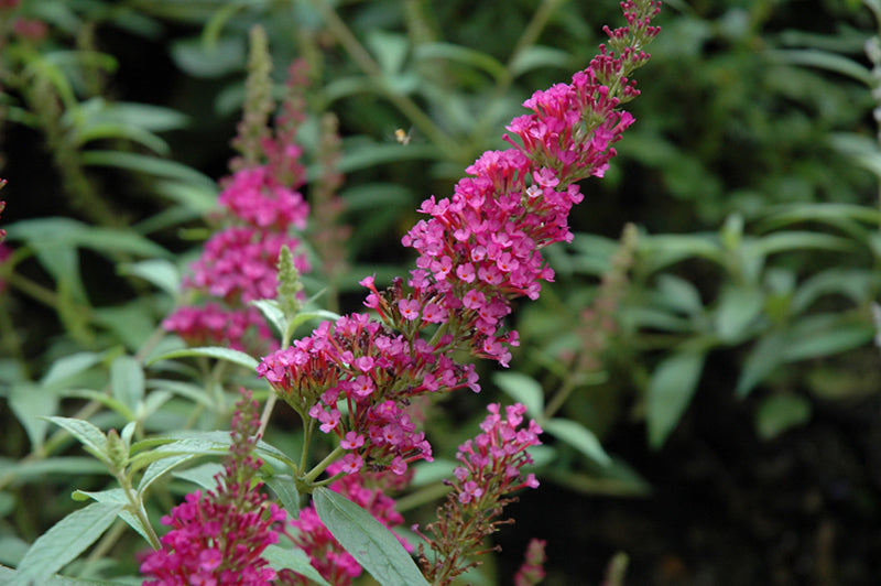 Buddleia davidii 'Buzz Hot Raspberry'