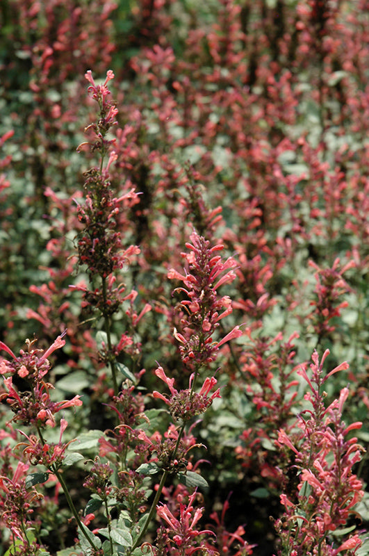 Agastache 'Kudos Coral'