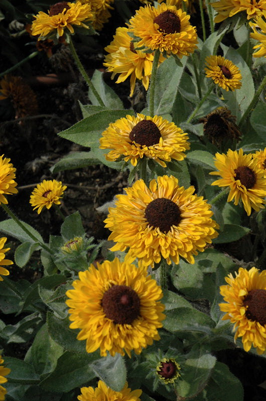 Rudbeckia sunbeckia 'Maya'