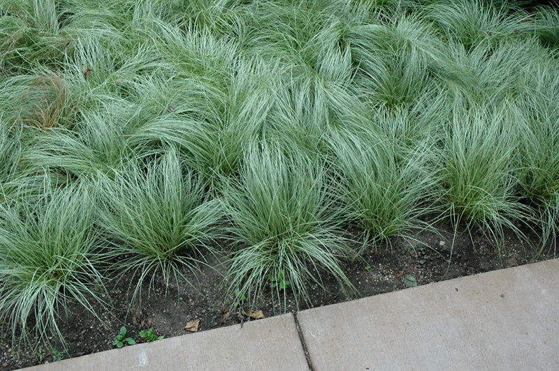 Carex comans 'Amazon Mist'