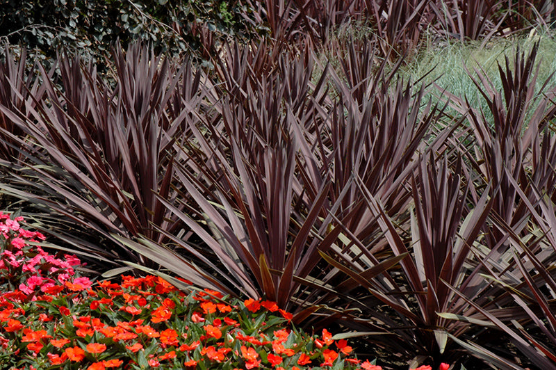 Cordyline australis 'Red Sensation'