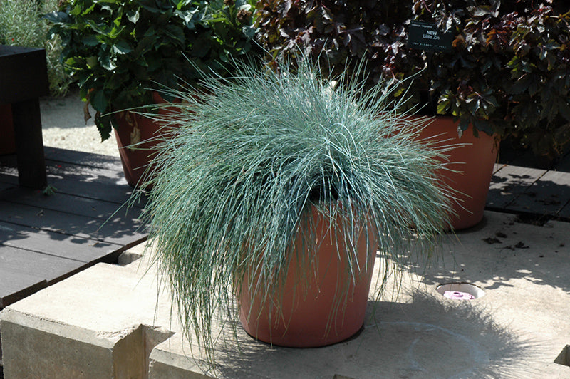 Festuca glauca 'Festina'