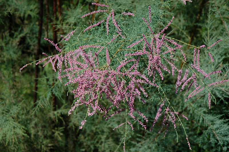 Tamarix ramosissima 'Pink Cascade'