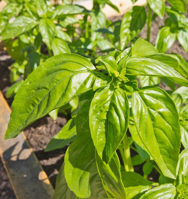 Basil - Genovese