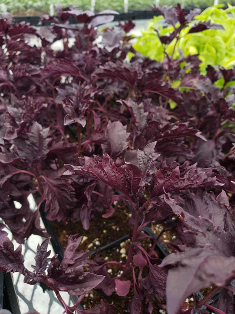 Basil - Purple Ruffles