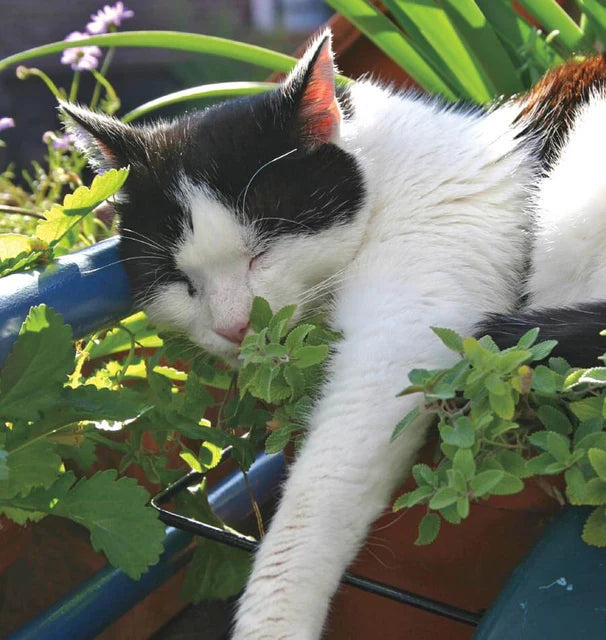 Catnip - Catnip