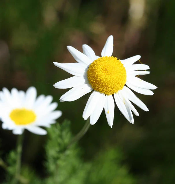 Chamomile - German Chamomile - Certified Organic