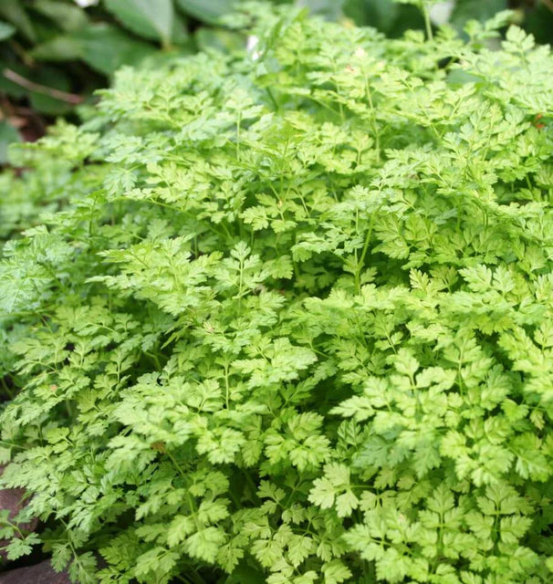 Chervil - Chervil