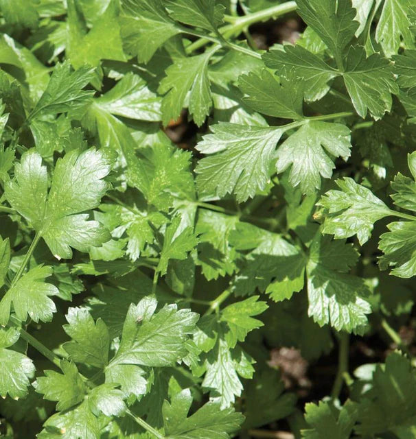 Cilantro - Santo Long Standing