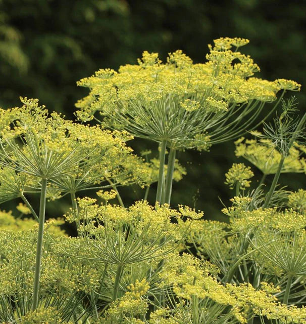 Dill - Dukat