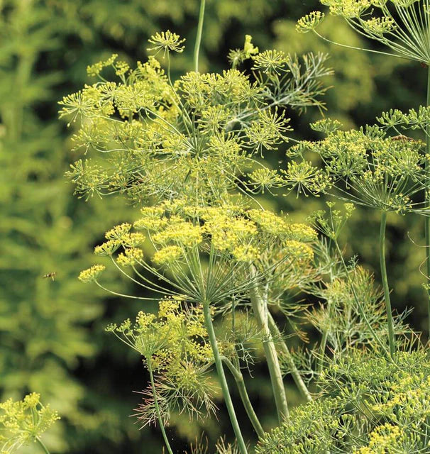Dill - Bouquet