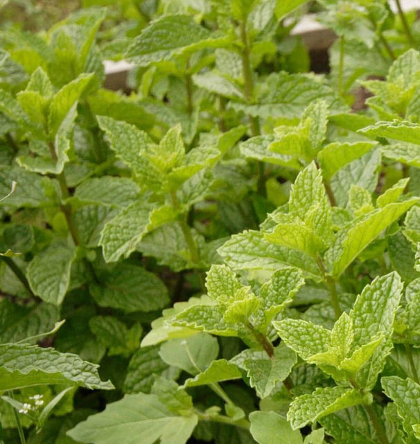 Peppermint - Peppermint