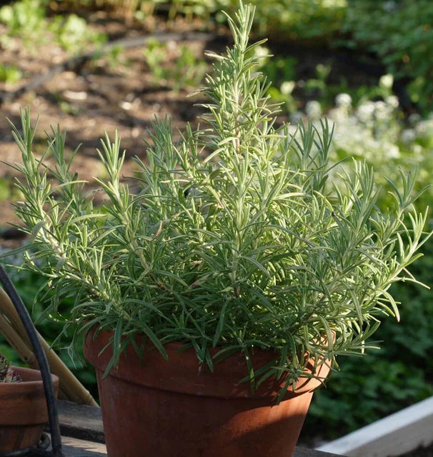 Rosemary