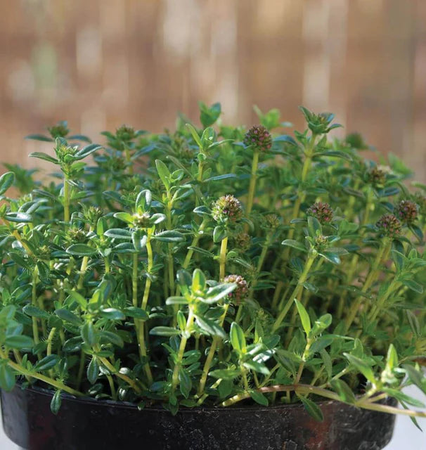 Savory - Summer Savory