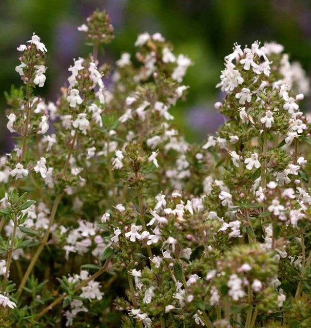 Thyme - Winter Thyme