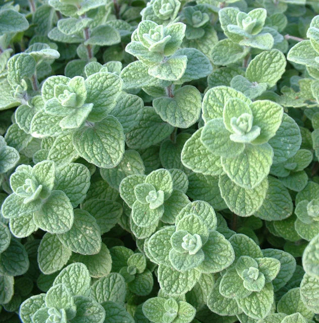 Oregano - Zaatar Oregano Certified Organic