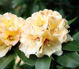 Rhododendron 'Horizon Monarch'