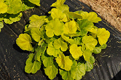 Heuchera 'Northern Exposure Sienna'