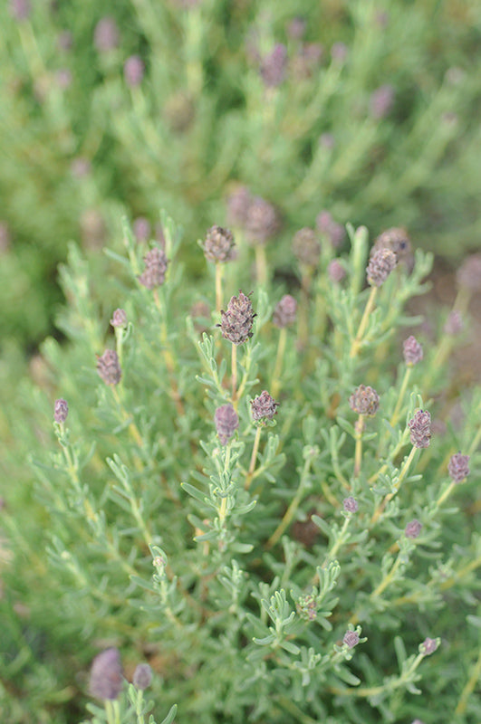 Lavandula stoechas 'Bandera Deep Purple'