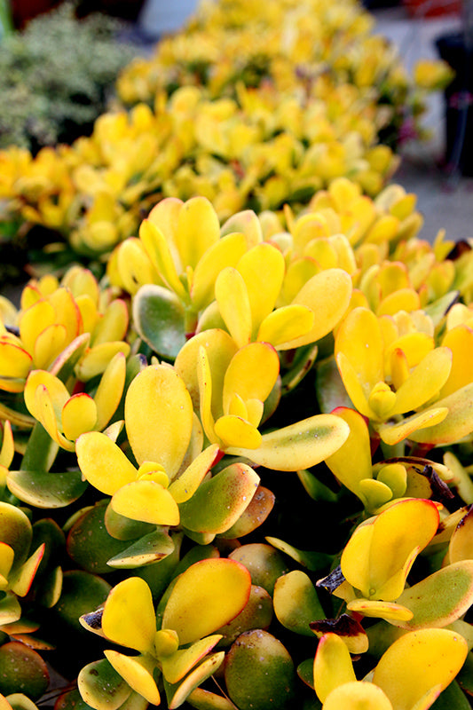 Crassula ovata 'New Sunset'