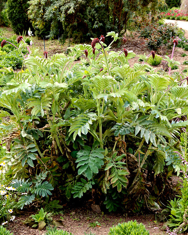 Melianthus major