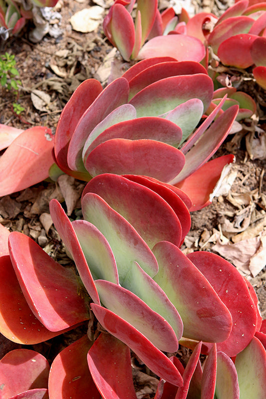 Kalanchoe luciae