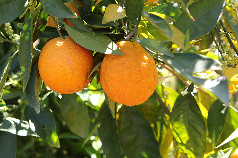 Citrus sinensis - Washington Navel Orange
