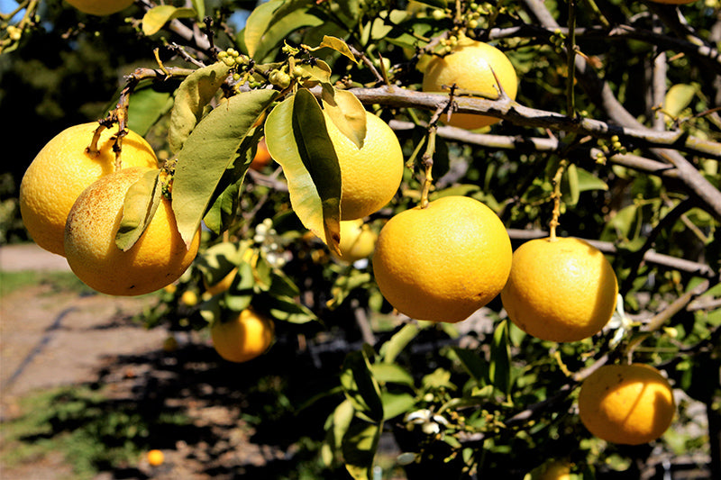 Citrus limettioides - Palestine Sweet Lime