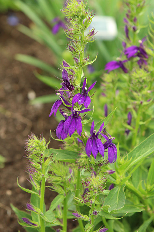 Lobelia 'Starship Blue'