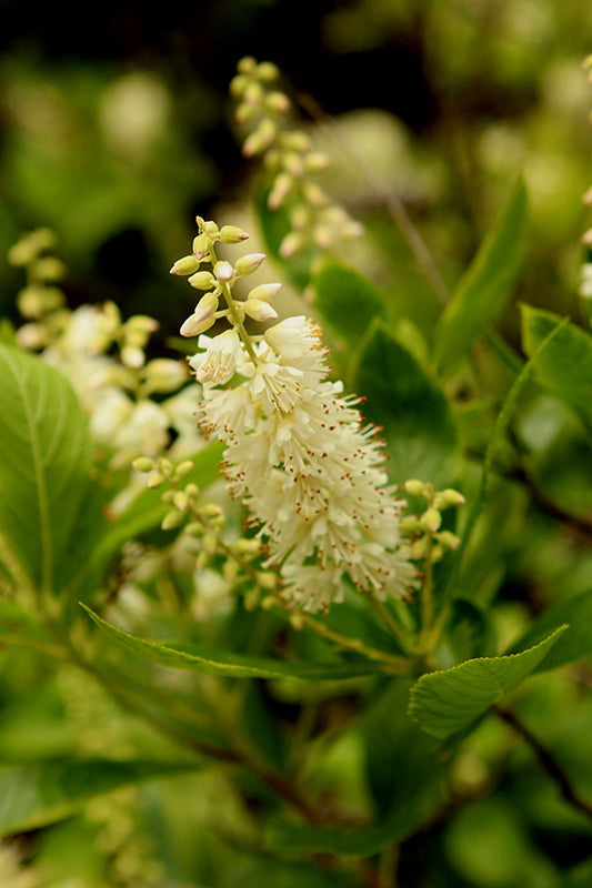 Clethra alnifolia 'Summer Sparkler'
