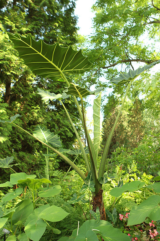 Alocasia 'Sarian'