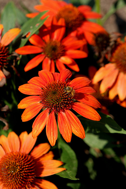 Echinacea Sombrero 'Fiesta Orange'