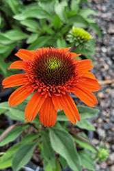 Echinacea 'Moab Sunset'