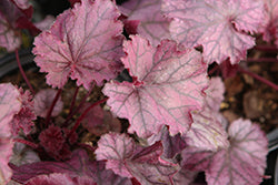 Heuchera 'Northern Exposure Purple'