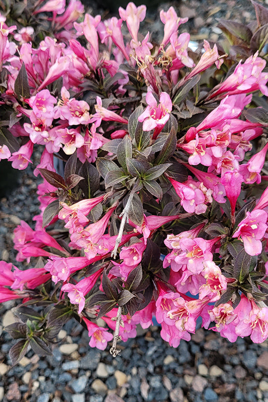 Weigela x 'Stunner'