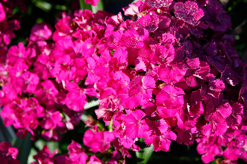 Dianthus 'Jolt Purple'