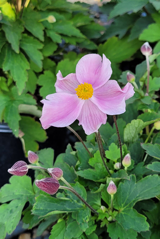 Anemone 'Satin Doll'