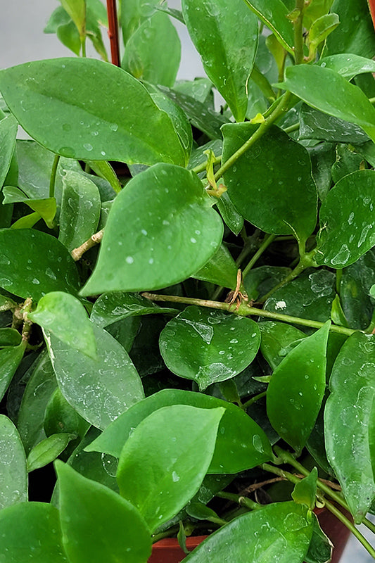 Aeschynanthus radicans 'Purple Star'