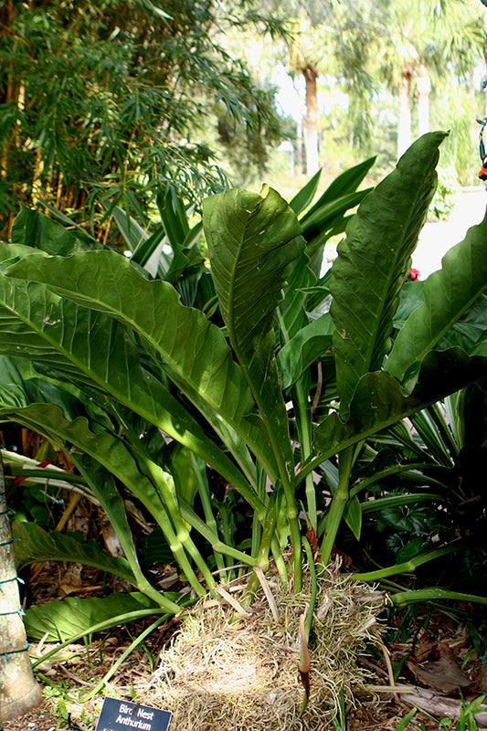 Anthurium superbum