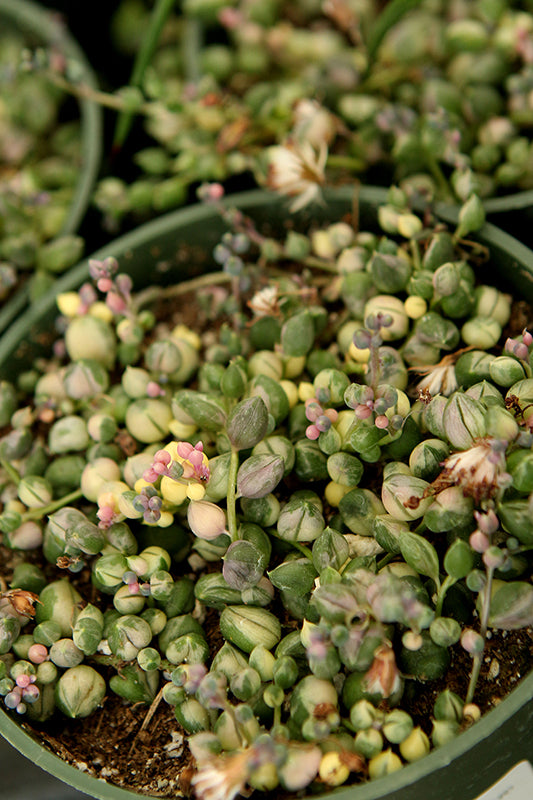 Senecio rowleyanus 'Variegata'