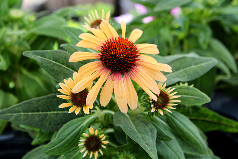 Echinacea Sunseekers 'Tequila Sunrise'
